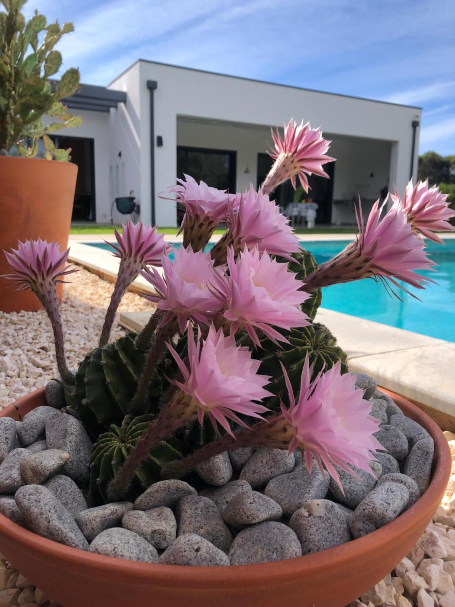Casa Penina Hotell Alvor Eksteriør bilde
